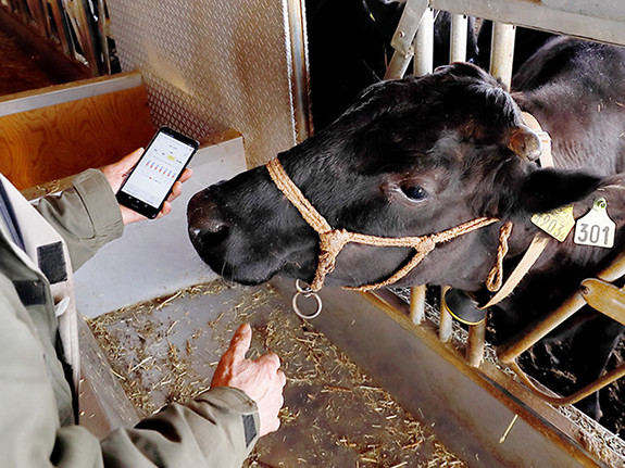 CowTalk device put on a calf